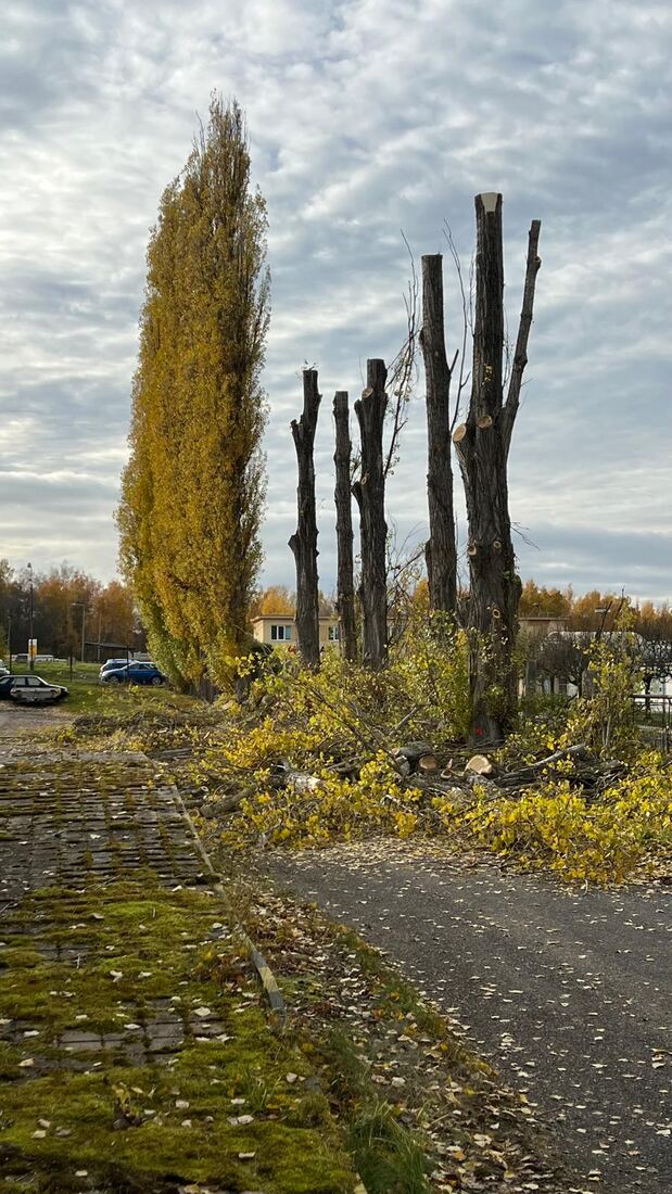 Topolová alej po odřezání korun, připravená ke skácení kmenů