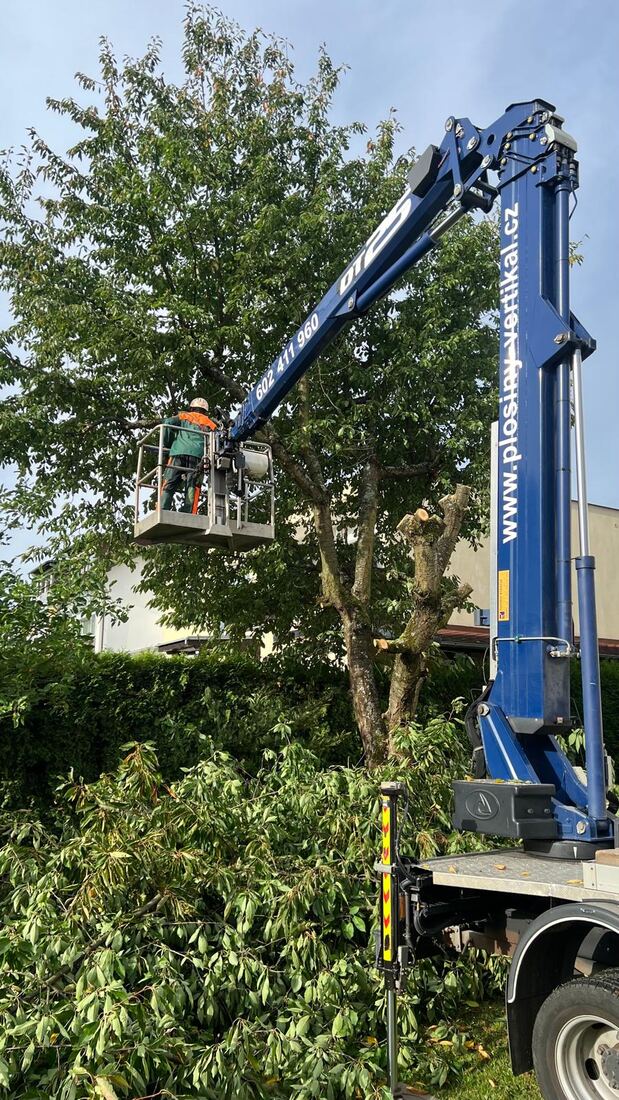Prořez vzrostlé třešně na zahradě rodinného domu